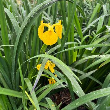 Iris 'Multiple Varieties' 