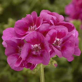 Pelargonium 'Deep Rose Mega Splash' 