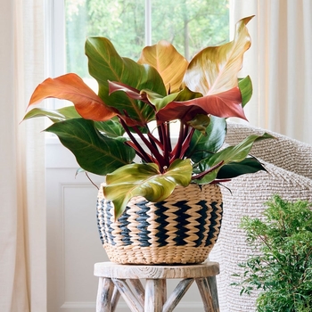 Philodendron 'McColley's Finale' 