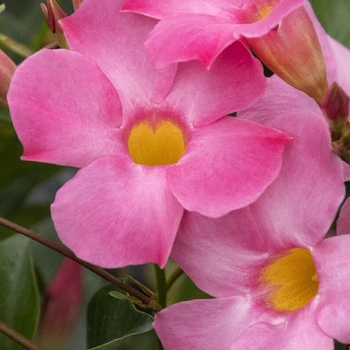 Mandevilla 