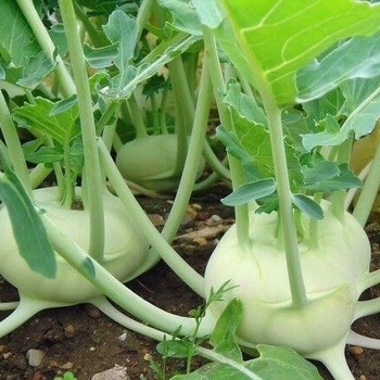 Brassica 'Early White Vienna' 