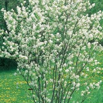 Amelanchier canadensis 'Rainbow Pillar®' Glennform