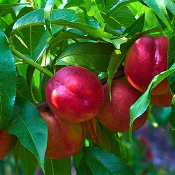 Prunus persica 'Rose Princess' 