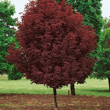 Acer platanoides 'Crimson Sentry' 