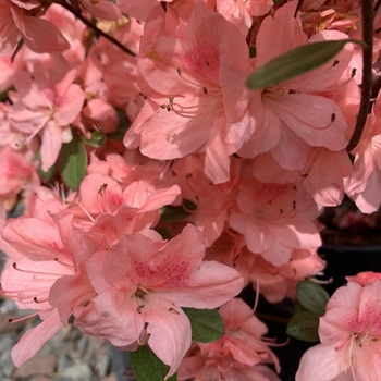 Rhododendron Karume hybrid 'Blaauw's Pink' 
