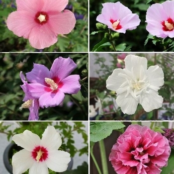 Hibiscus syriacus