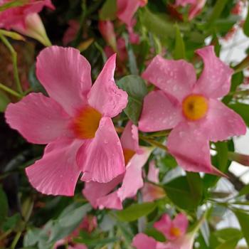 Mandevilla 'Blushing Pink' 