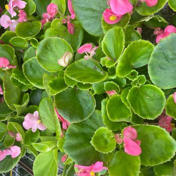 Begonia semperflorens 'Green Leaf' 