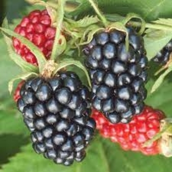 Rubus 'Apache' 