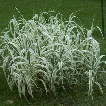 Arundo donax var. versicolour 'Variegata' 