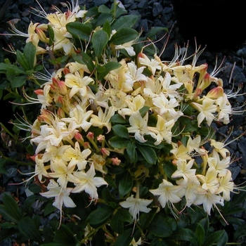 Rhododendron 'Weston's Lemon Drop' 