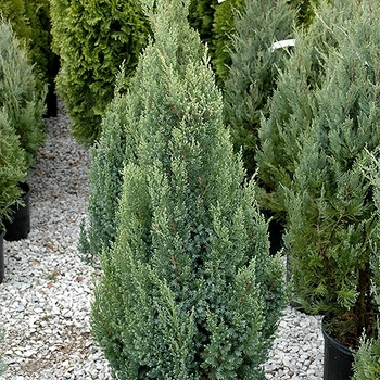 Juniperus chinensis 'Ontario Green' 