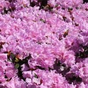 Rhododendron 'P.J.M. Pink Delight' 
