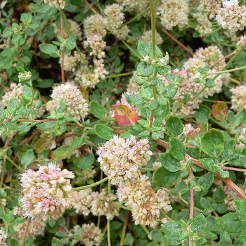 Eriogonum parviflorum