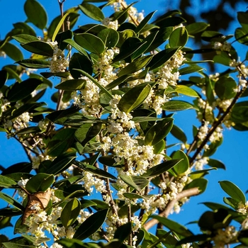 Osmanthus fragrans x heterophyllus 'San Jose' 