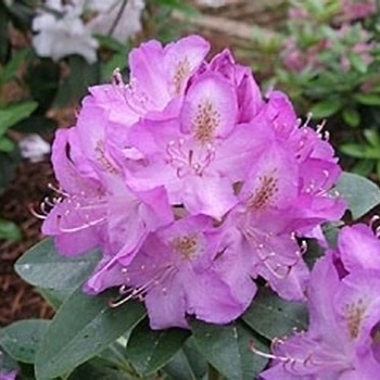Rhododendron 'Minnetonka' 