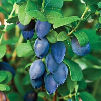 Lonicera caerulea 'Borealis' 