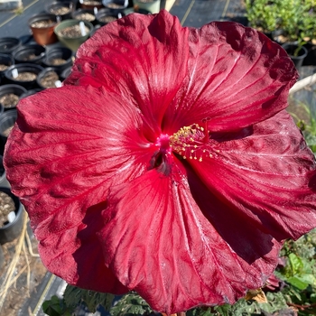 Hibiscus moscheutos 'Ambizu' 