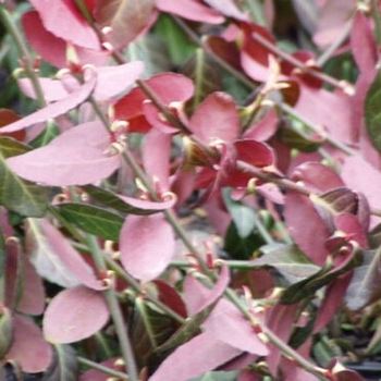 Euonymus fortunei