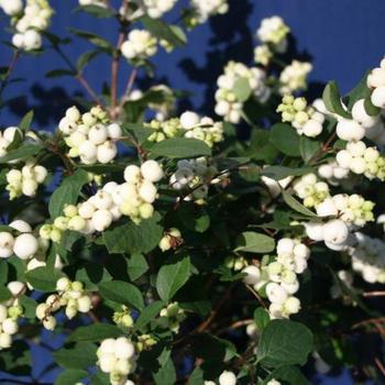 Symphoricarpos x doorenbosii 'Kolmgala' PP20,912