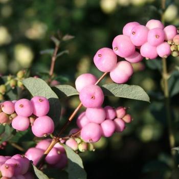 Symphoricarpos x doornbosii 'Kolprid' 