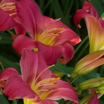 Hemerocallis 'Little Business' 