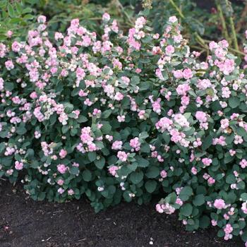 Symphoricarpos x doorenbosii 'Pinky Promise™'