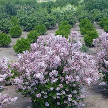 Syringa patula 'KLMone' 