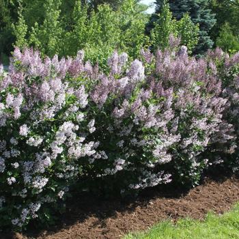 Syringa patula 'Violet Uprising™'