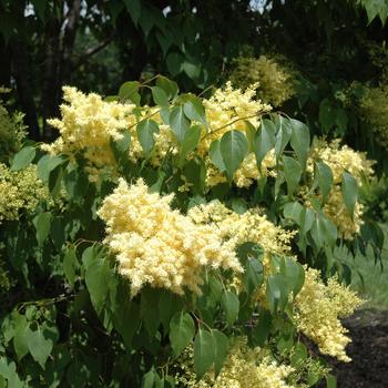 Syringa pekinensis 'Zhang Zhiming' 