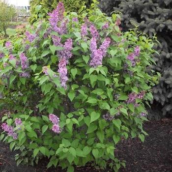 Syringa vulgaris 'Elsdancer' 