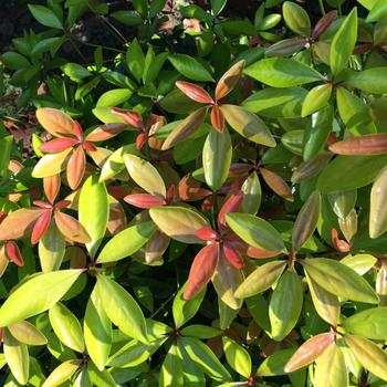 Ternstroemia gymnanthera 'Carolina Sunset'