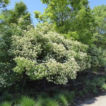 Viburnum dentatum 'Ralph Senior' 