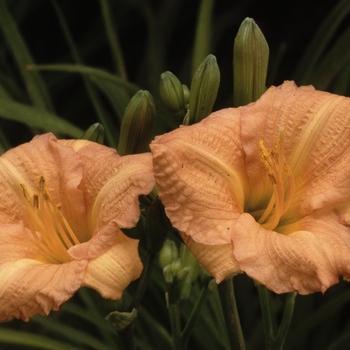 Hemerocallis 'Butterscotch Ruffles' 