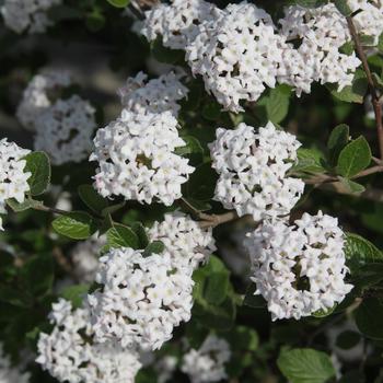 Viburnum carlesii 'JN Select A' 