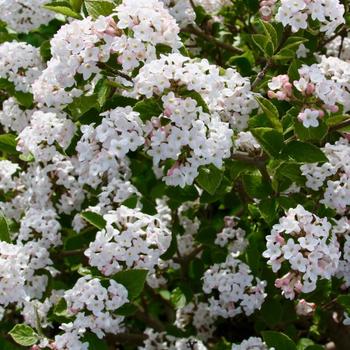 Viburnum carlesii 'Sugar n' Spice™'