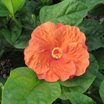 Hibiscus rosa-sinensis 'Orange Seduction' 