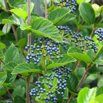 Viburnum dentatum 'Chicago Lustre®'