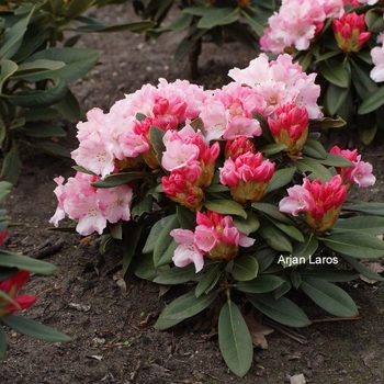 Rhododendron 'Mardi Gras' 