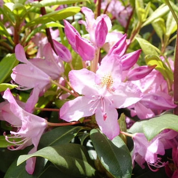 Rhododendron maximum 'Independence' 