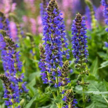 Salvia 'DSALRS203' PP26520