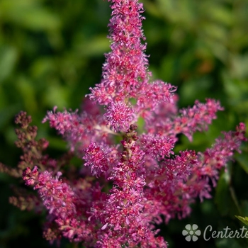 Astilbe japonica