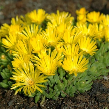 Delosperma congestum 'Gold Nugget' 