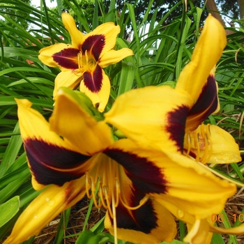 Hemerocallis 'Double Bold One' 