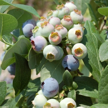 Vaccinium corymbosum 'TH-682' PP21222
