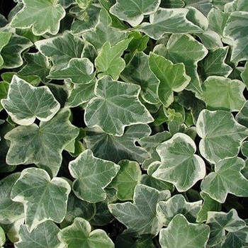 Hedera helix 'Anne Marie' 