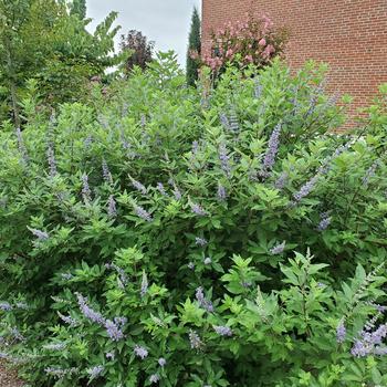 Vitex 'Helen Froehlich' 