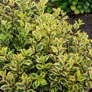 Weigela florida 'Rainbow Sensation™'