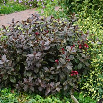 Weigela florida 'Shining Sensation™'