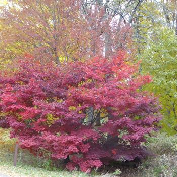 Acer circinatum x palmatum 'Morning Starburst™'